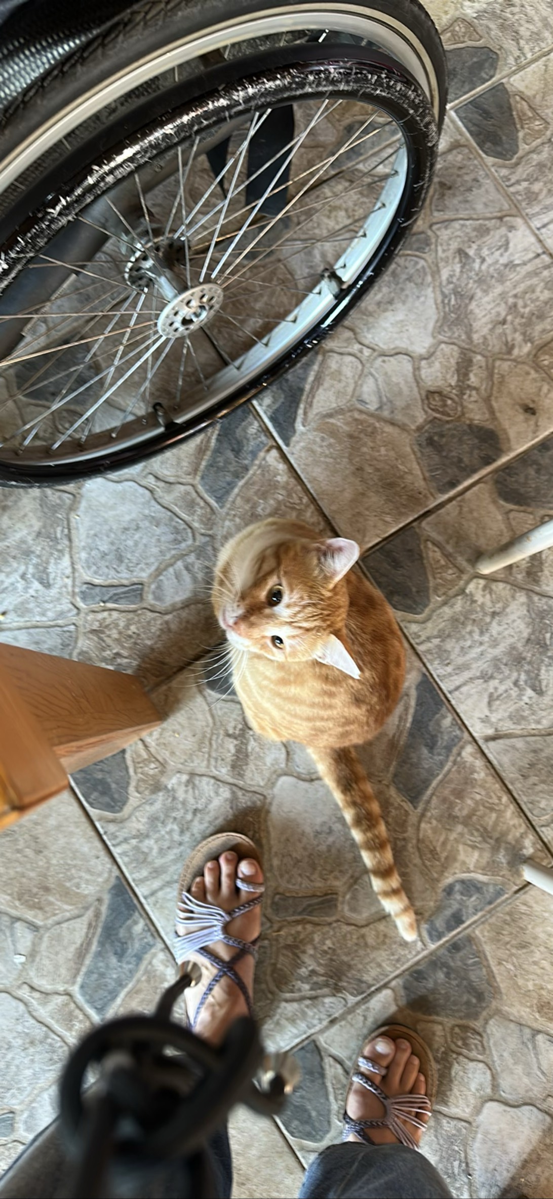 Biscuit, a cat found on Chonk Finder