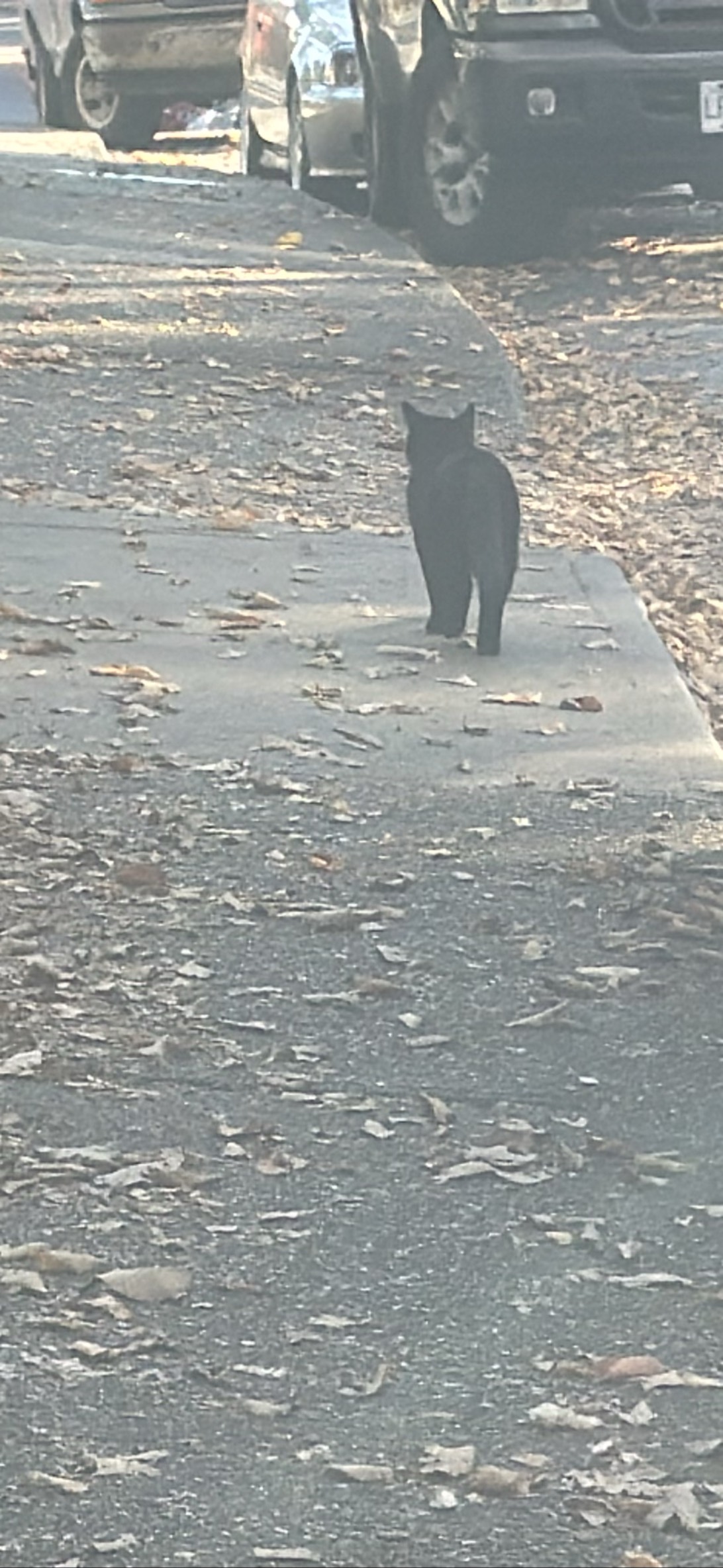 Tulip, a cat found on Chonk Finder