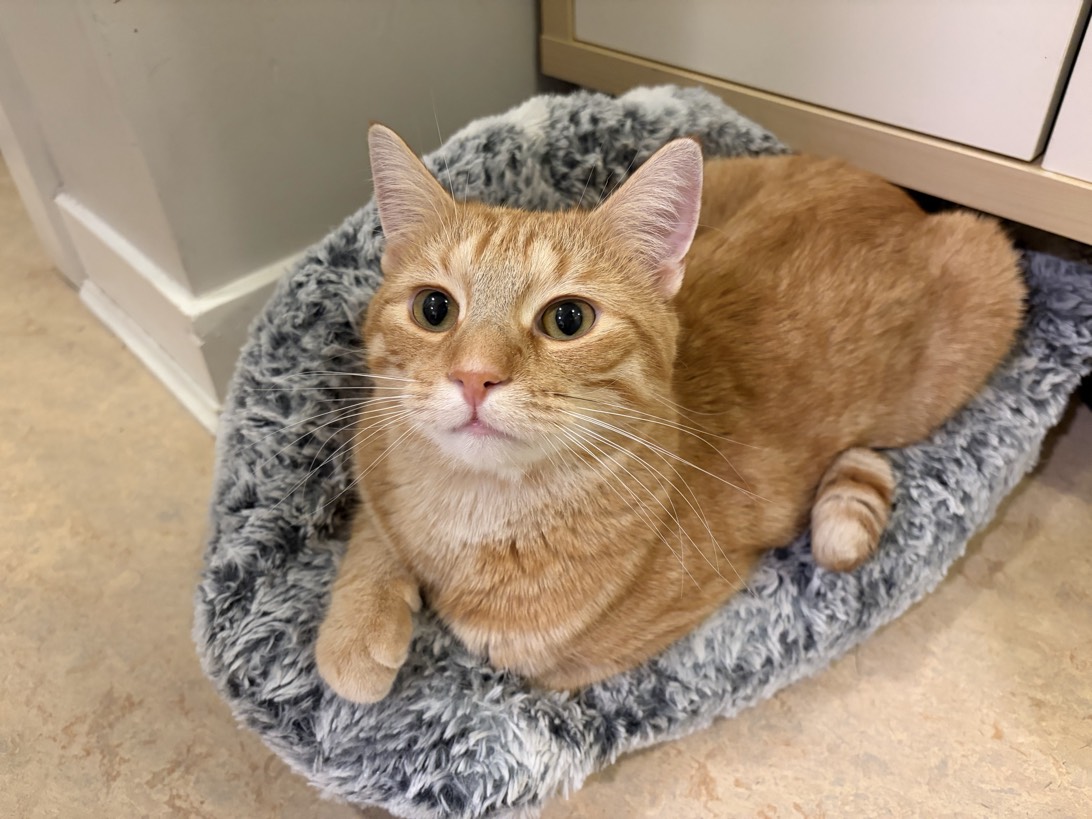 Jinu, a cat found on Chonk Finder