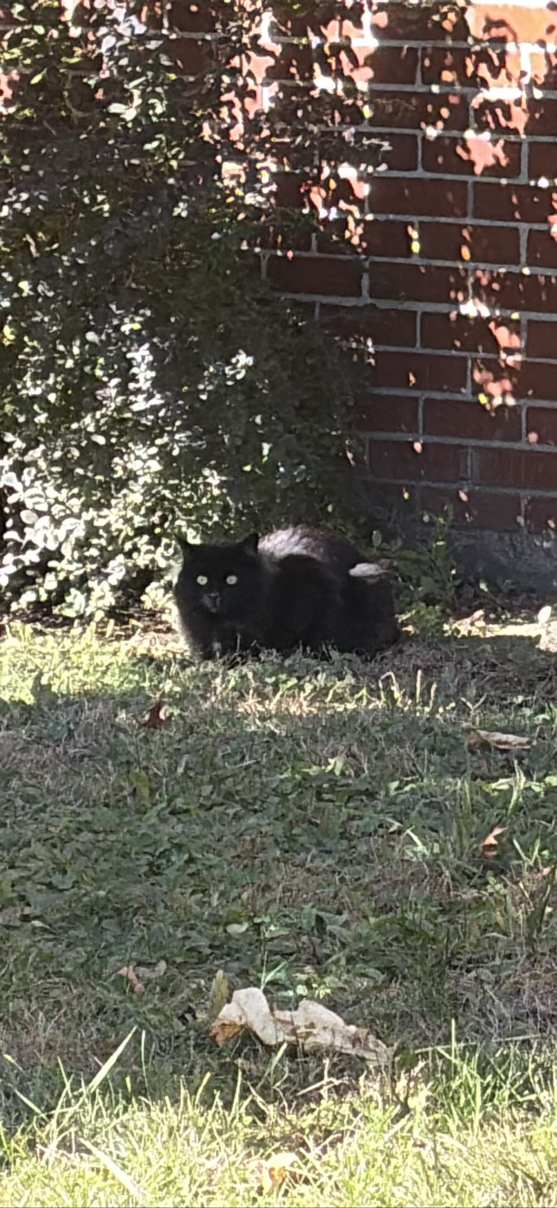 Salem, a cat found on Chonk Finder