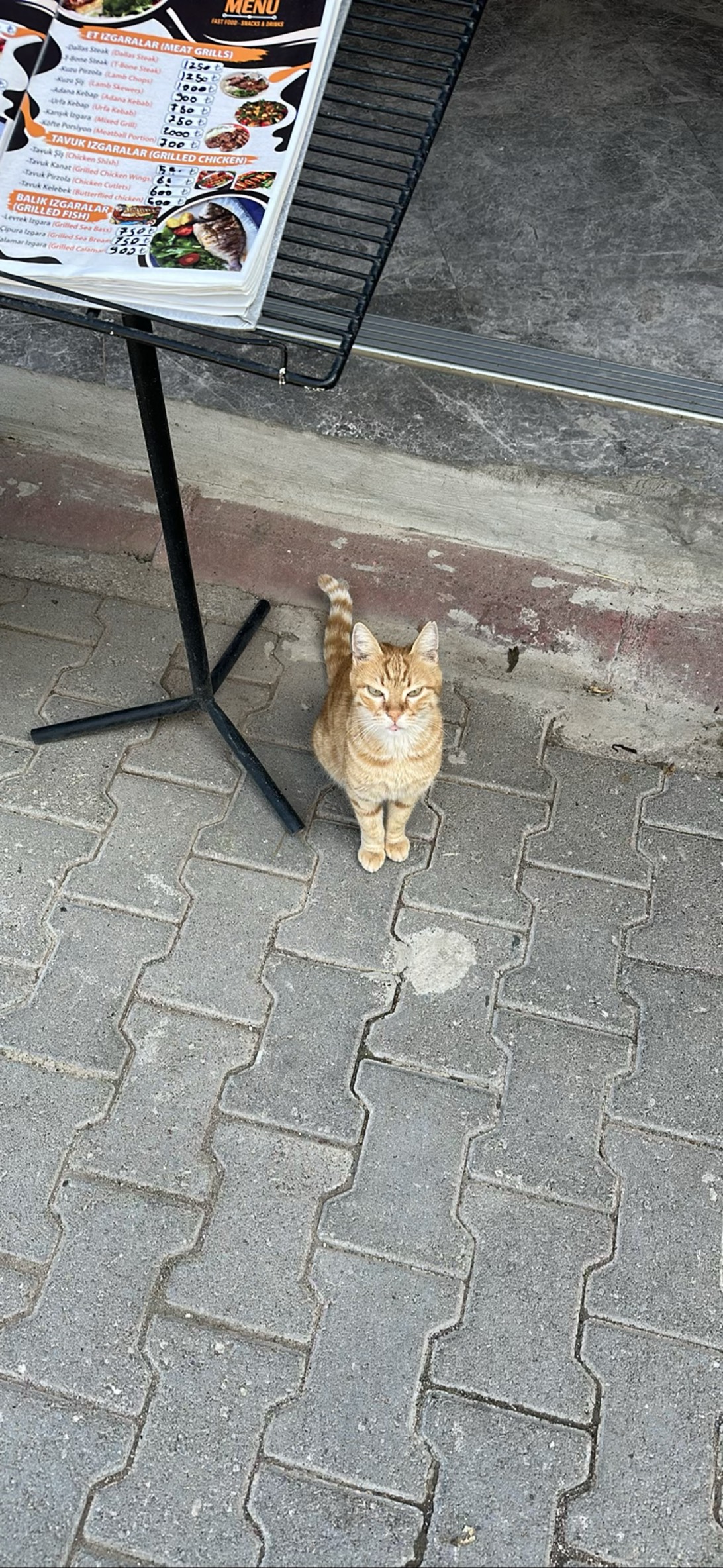 Kebab, a cat found on Chonk Finder