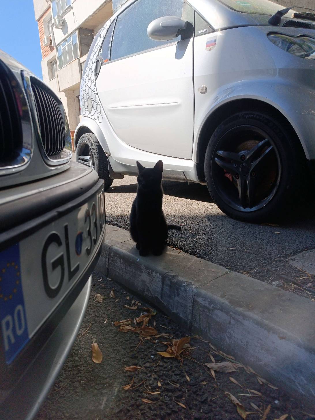 Black pior, a cat found on Chonk Finder