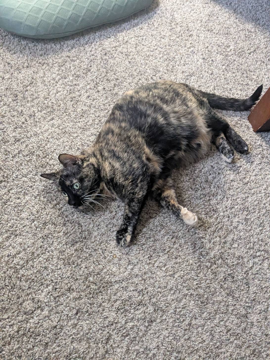Arya, Minneapolis