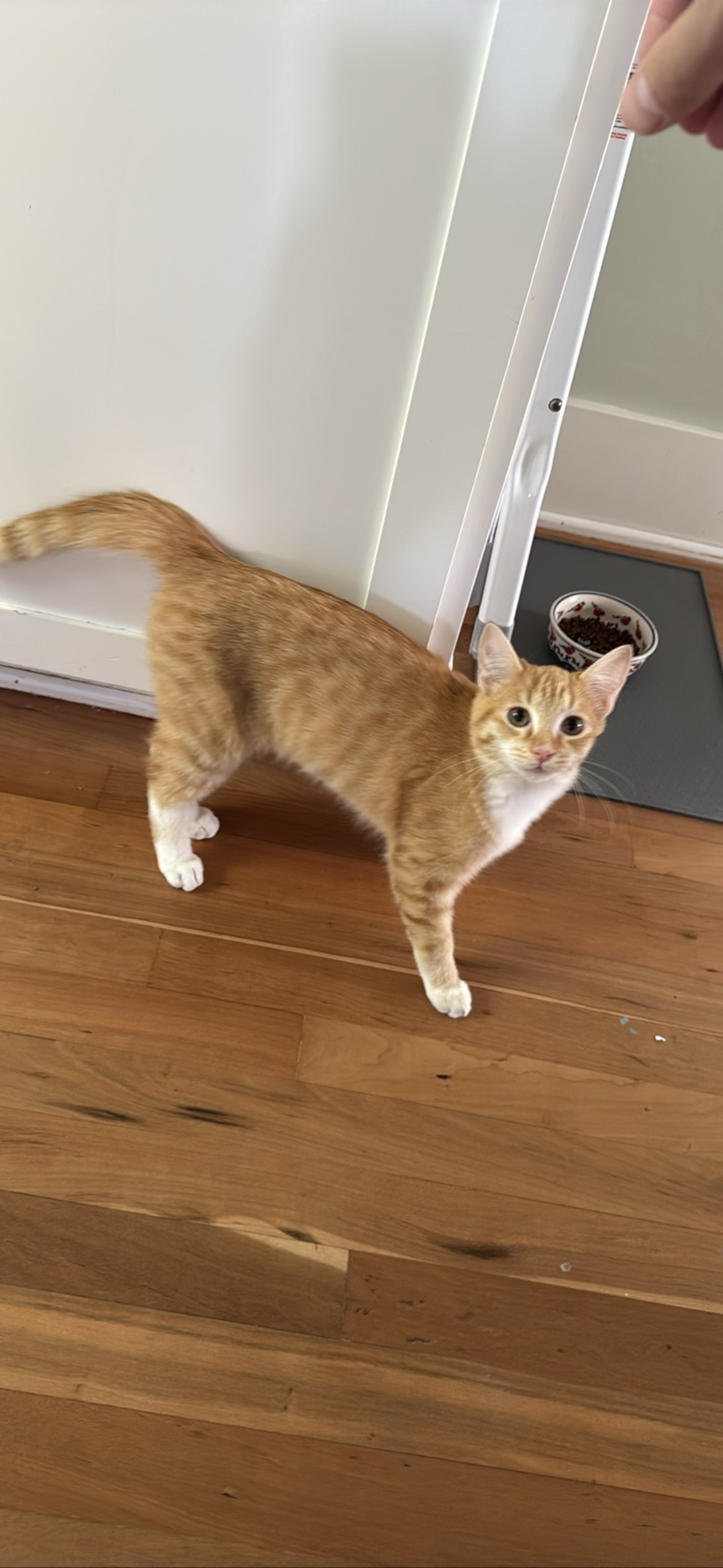 Sole, a cat found on Chonk Finder