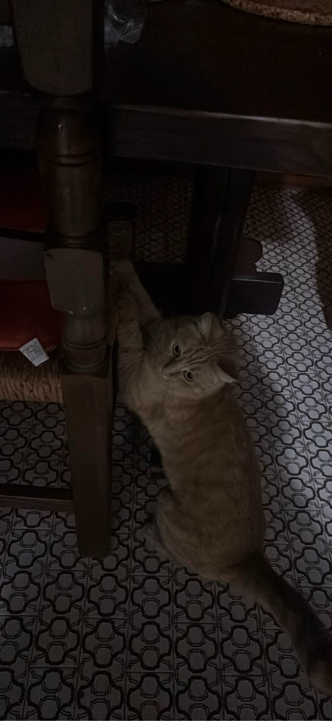 Uma, a cat found on Chonk Finder