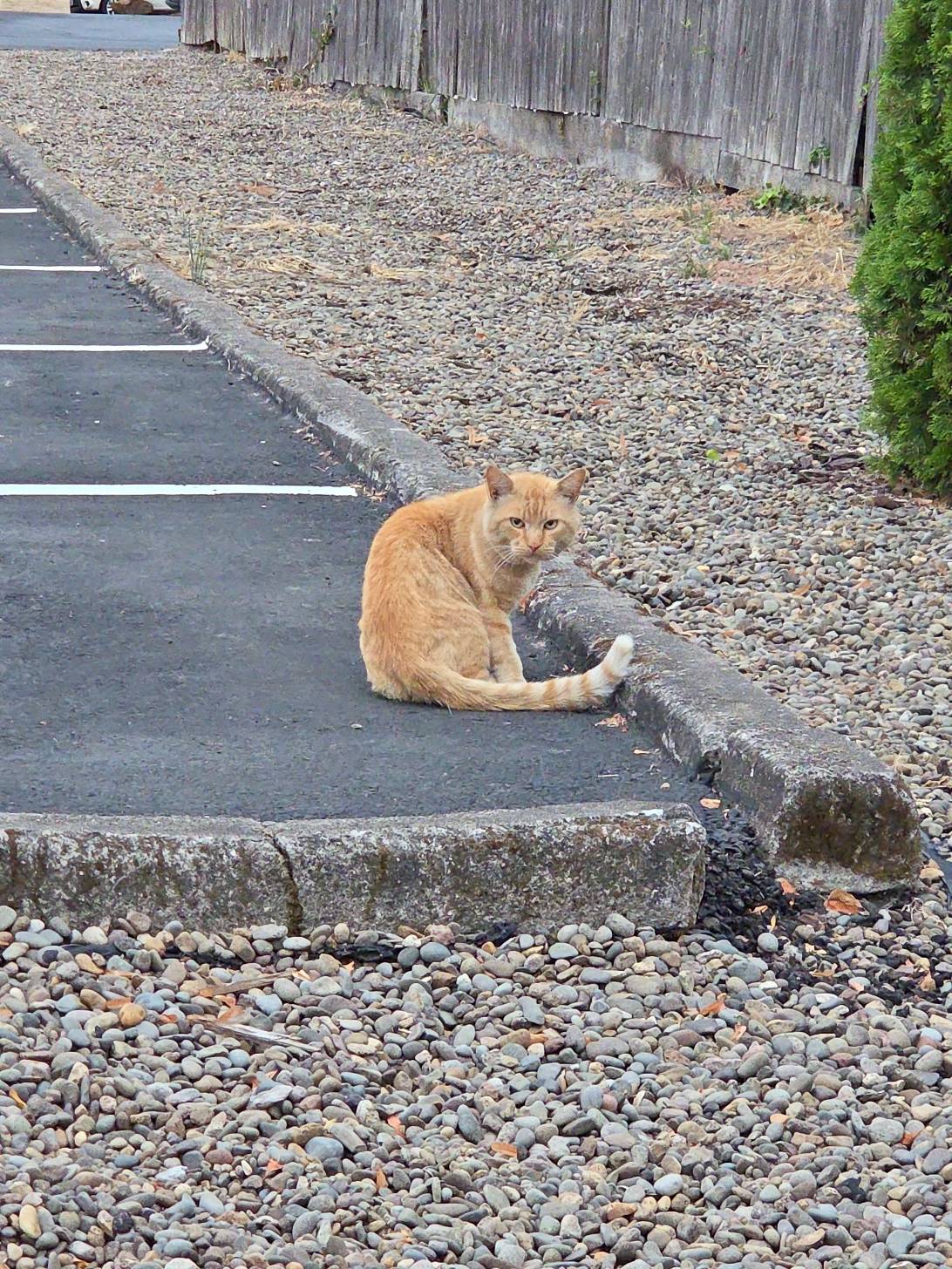 Cody, a cat found on Chonk Finder