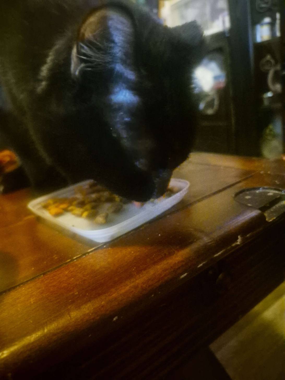 Chloe, a cat found on Chonk Finder