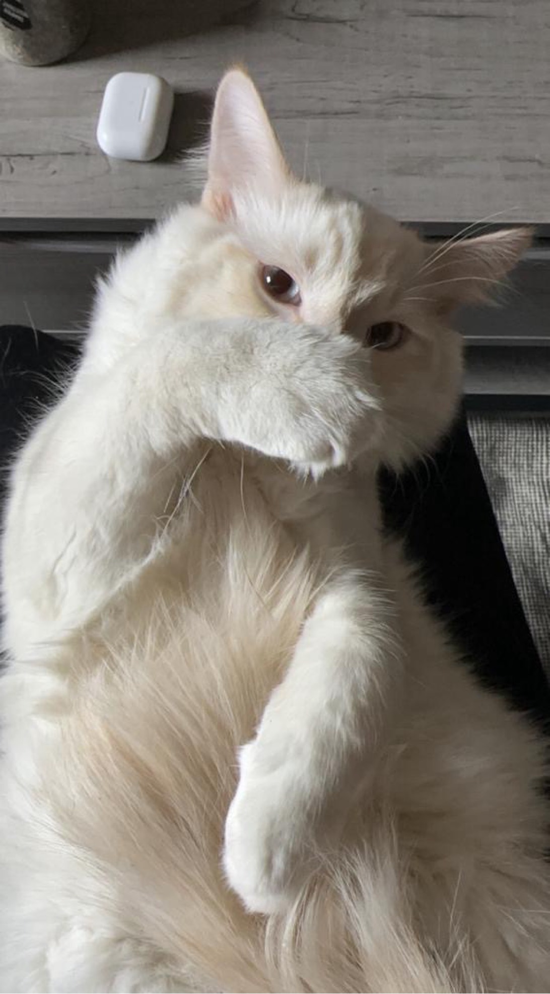 ness, a cat found on Chonk Finder