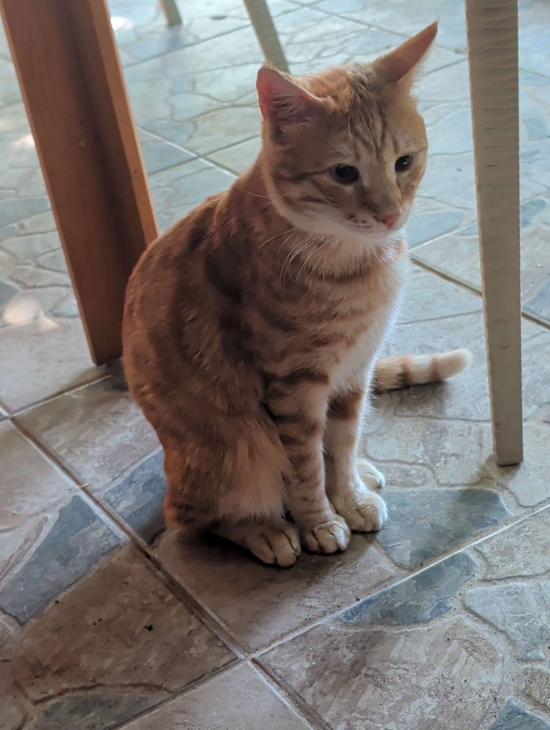Clementine, a cat found on Chonk Finder