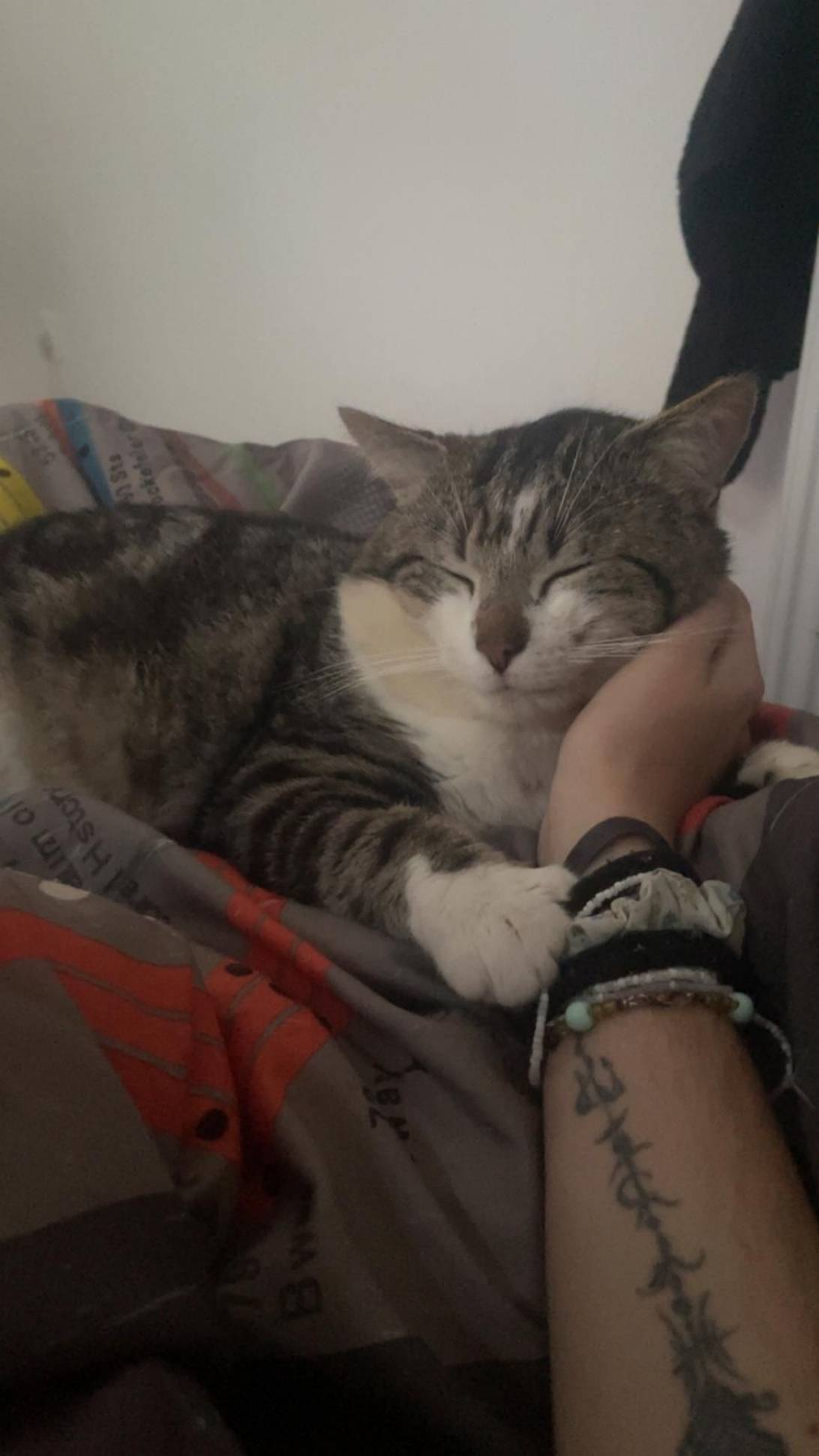 Mastoc, a cat found on Chonk Finder