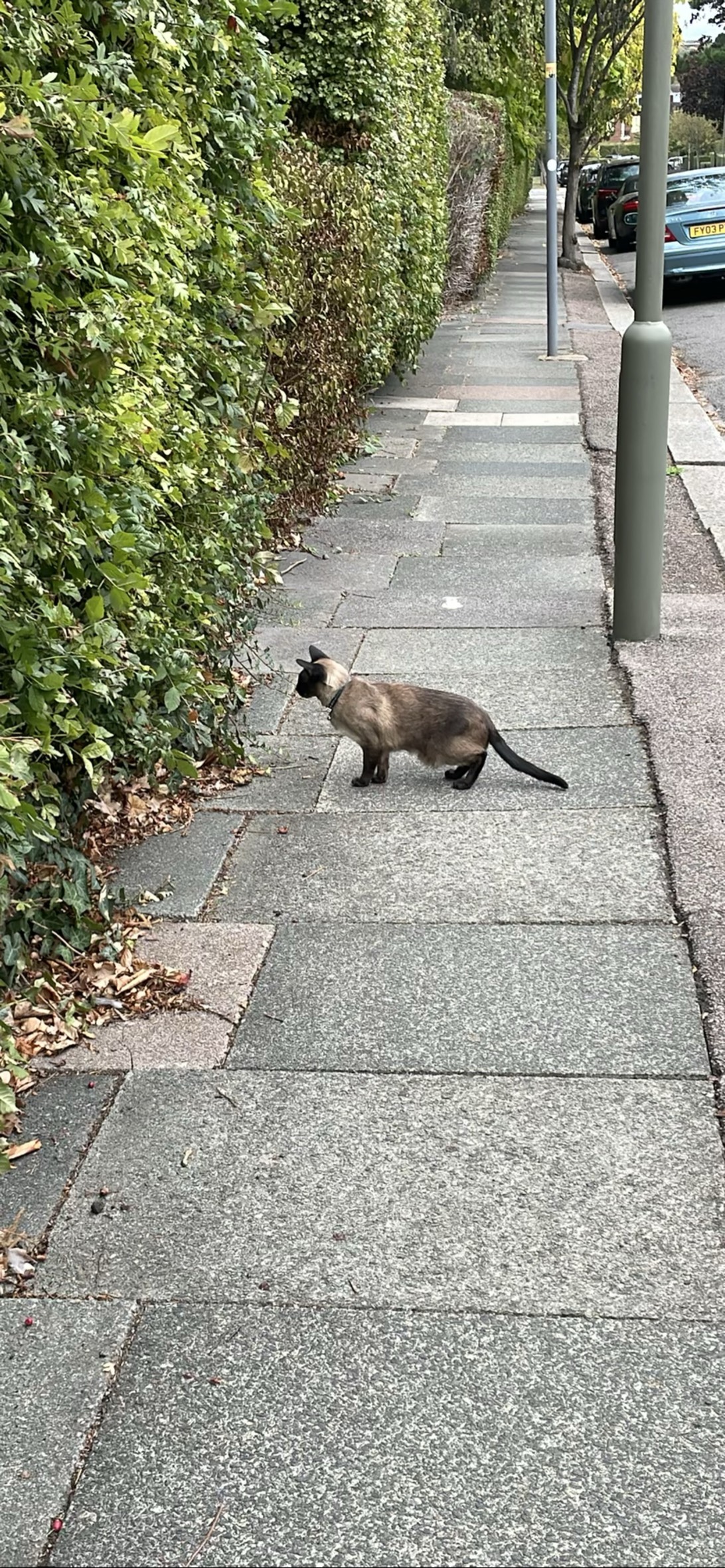 Jude, a cat found on Chonk Finder