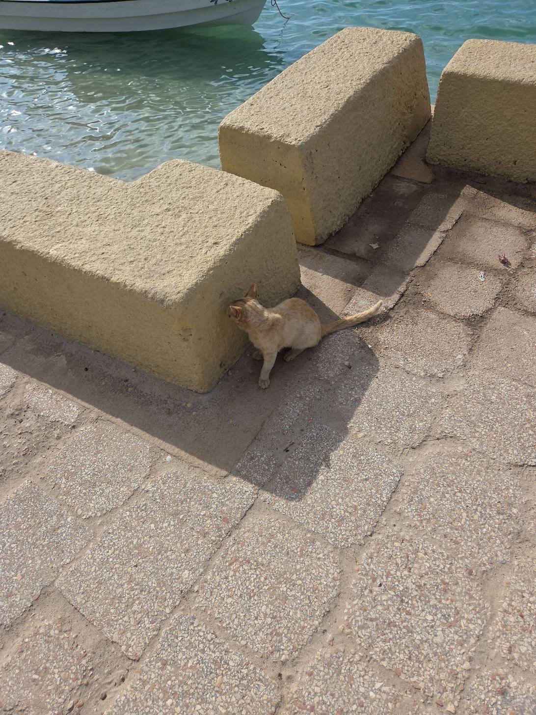 Camouflage, a cat found on Chonk Finder