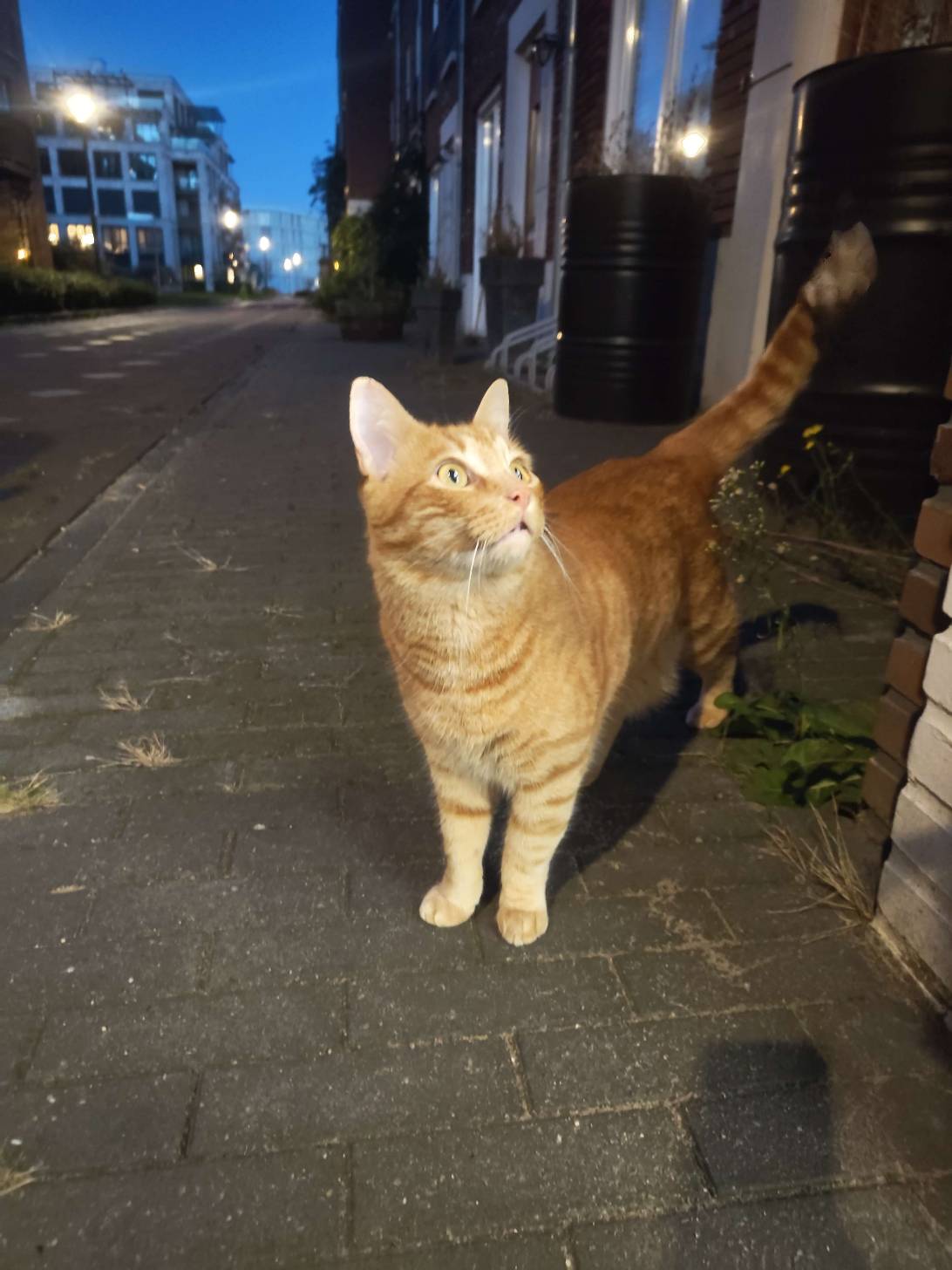 Fredt, a cat met on Chonk Finder