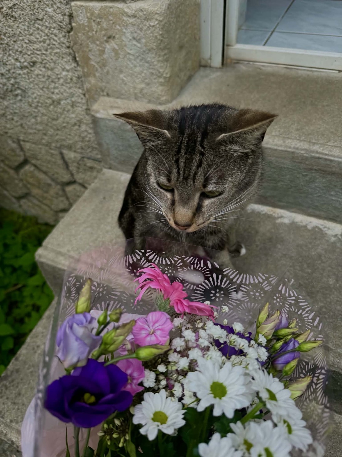 Luna, a cat found on Chonk Finder