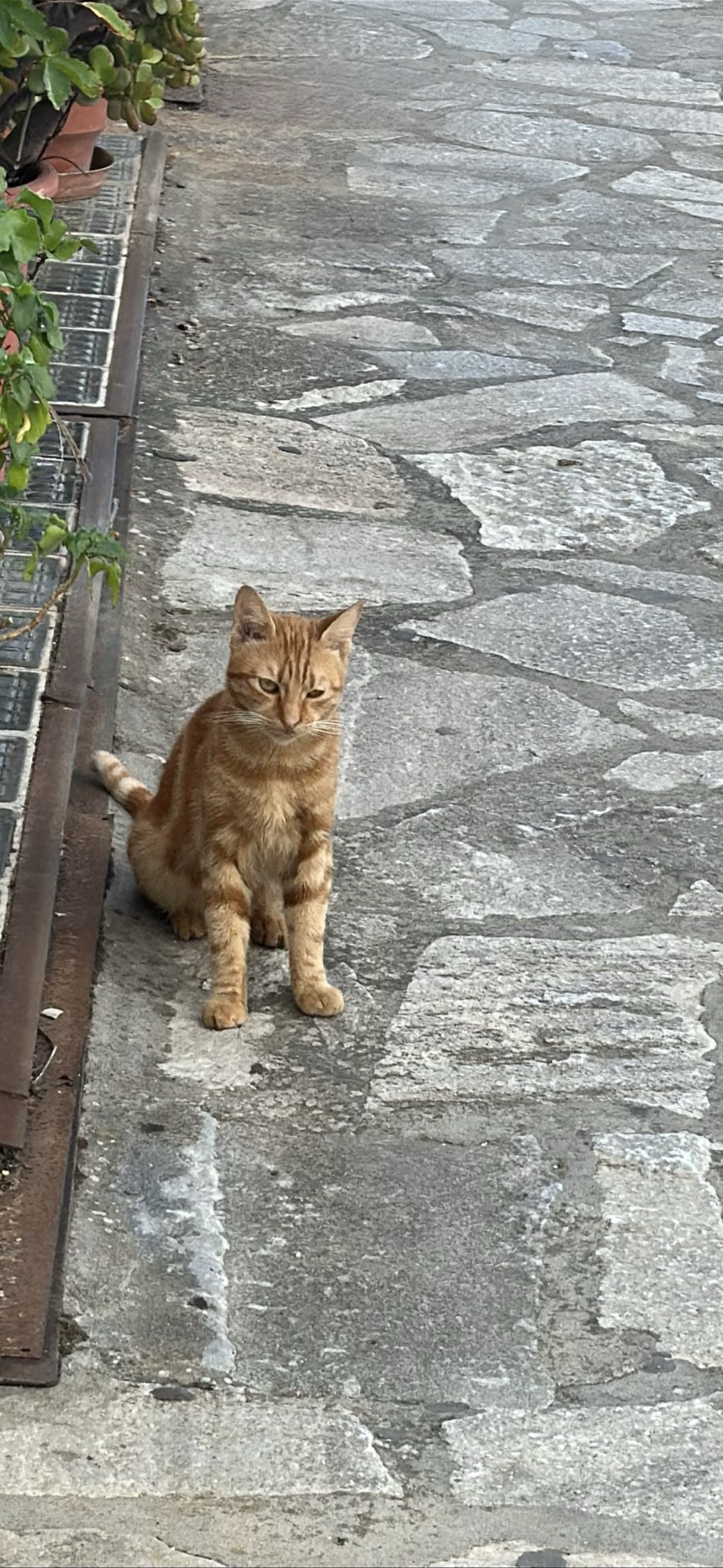 Cosimo, a cat found on Chonk Finder