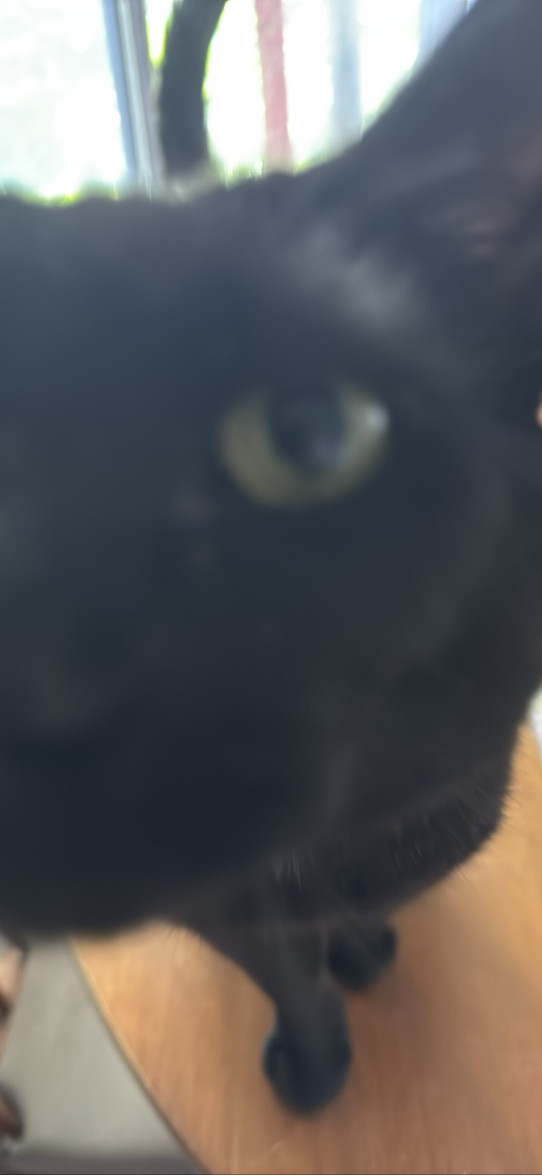 Winston, a cat found on Chonk Finder