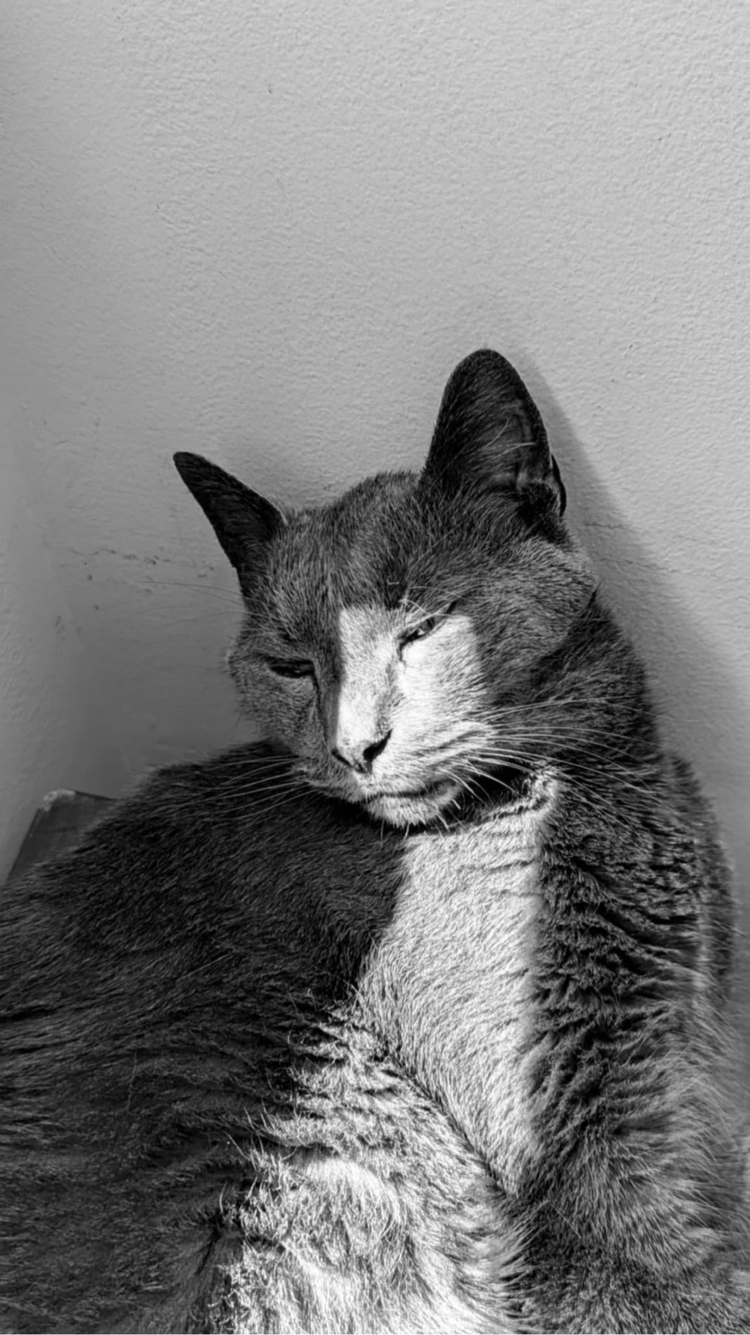 Nirmal, a cat found on Chonk Finder