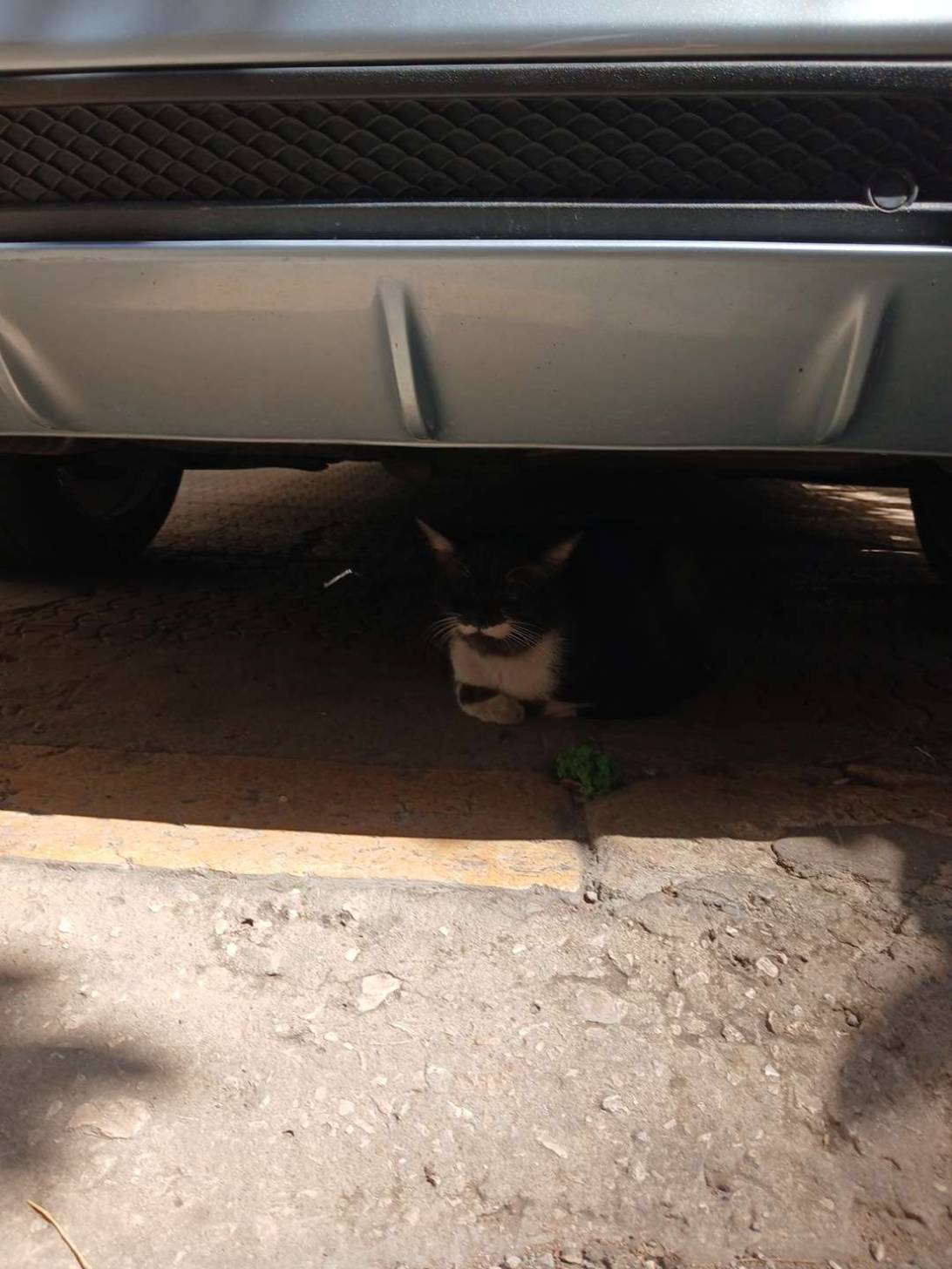 Falefel, a cat found on Chonk Finder