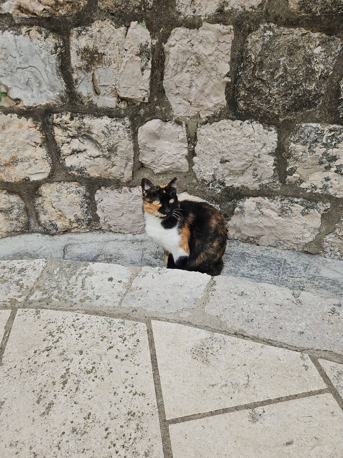 Sansa Stark, a cat found on Chonk Finder