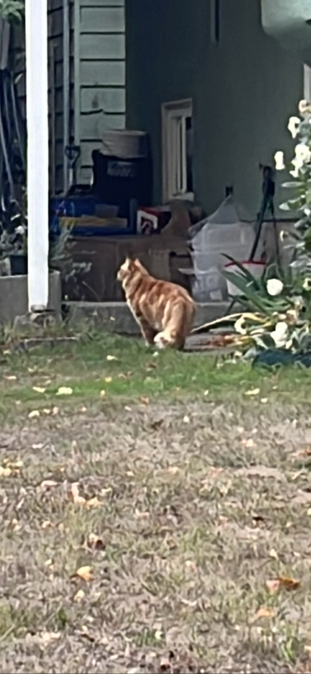 Georgia, a cat found on Chonk Finder