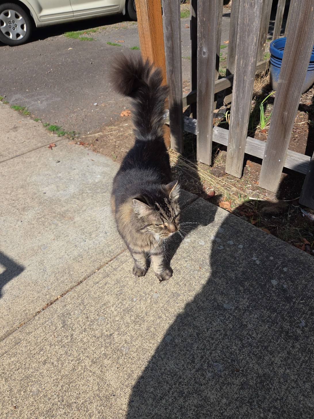 Ptolemy, a cat found on Chonk Finder