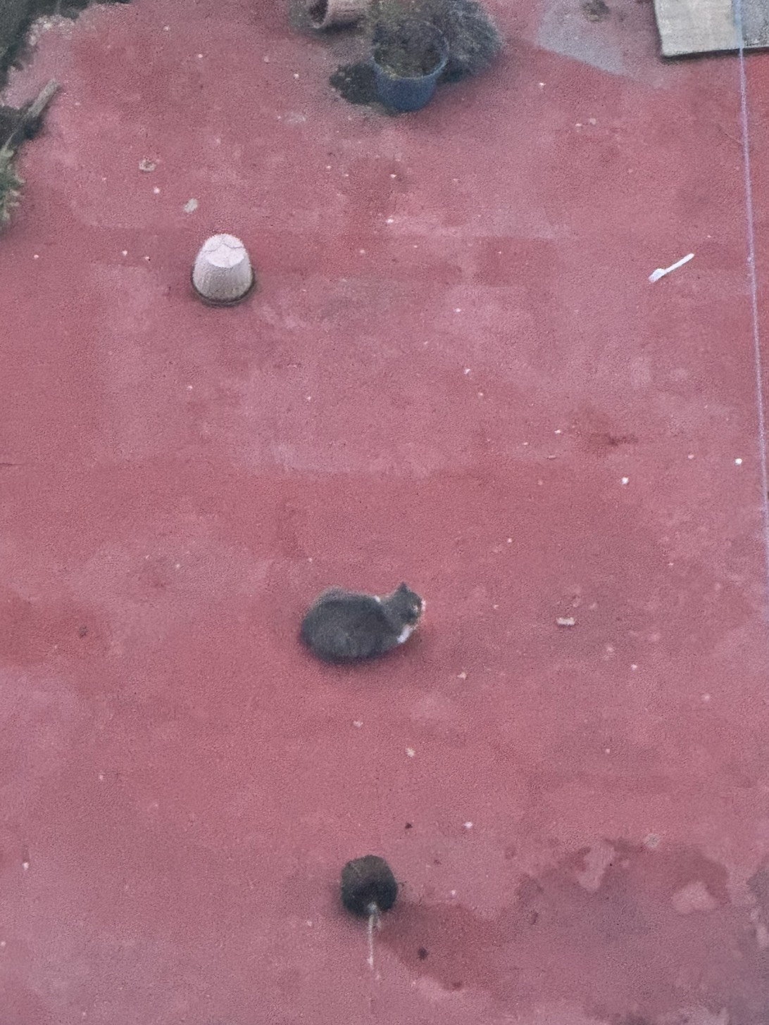 Pebble, a cat found on Chonk Finder