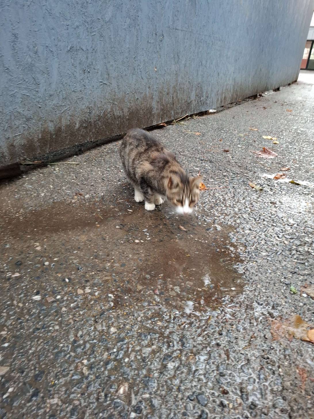 Gazlı, a cat found on Chonk Finder