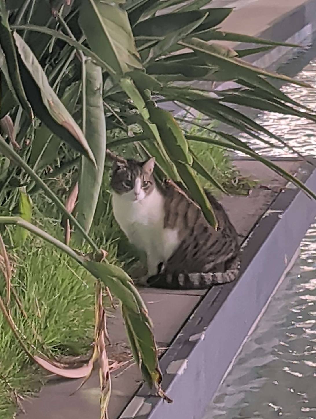 Juniper, a cat found on Chonk Finder