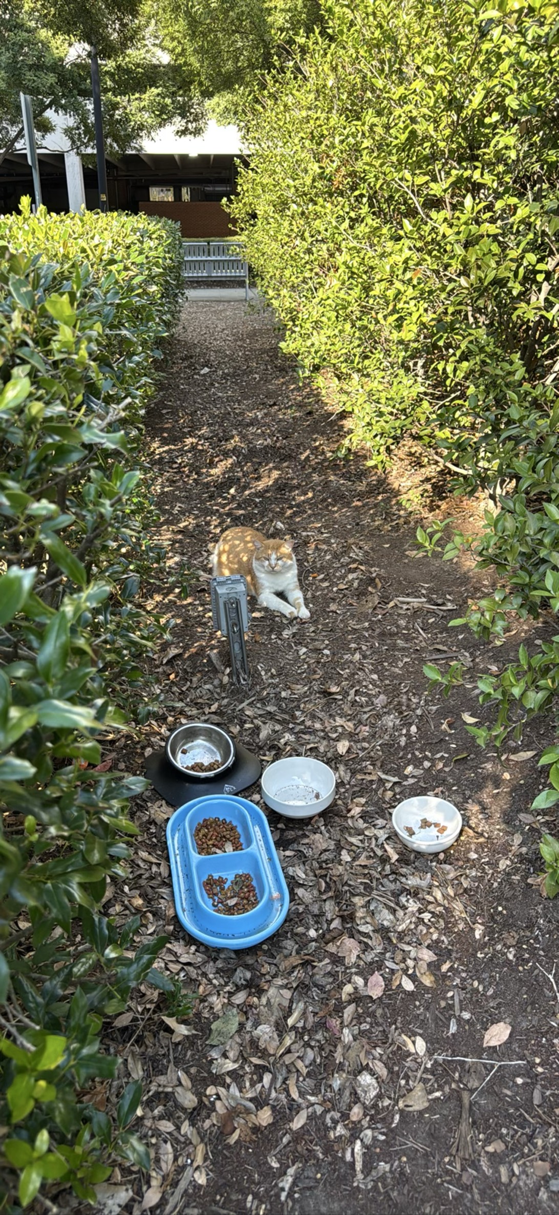 Biscuit, a cat found on Chonk Finder