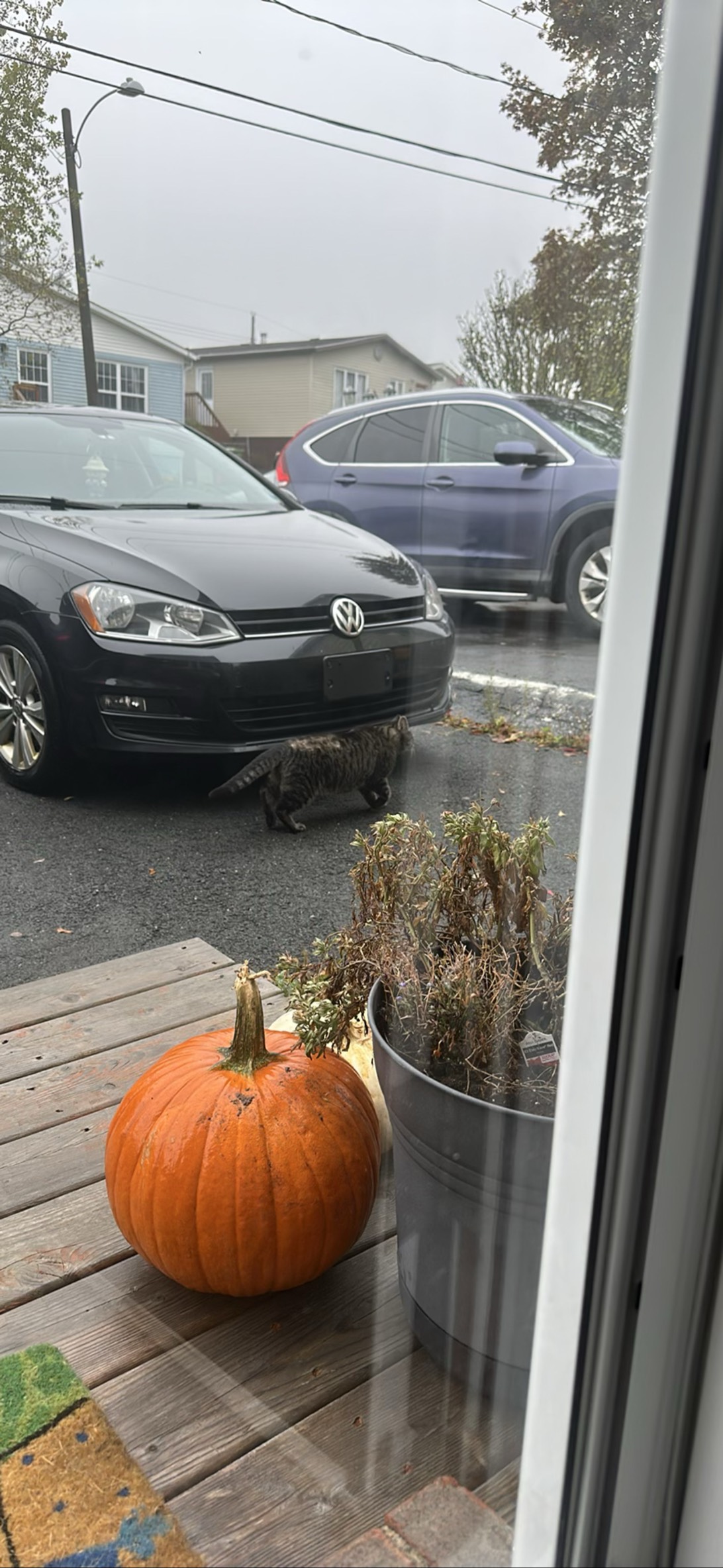 Drizzle, a cat found on Chonk Finder