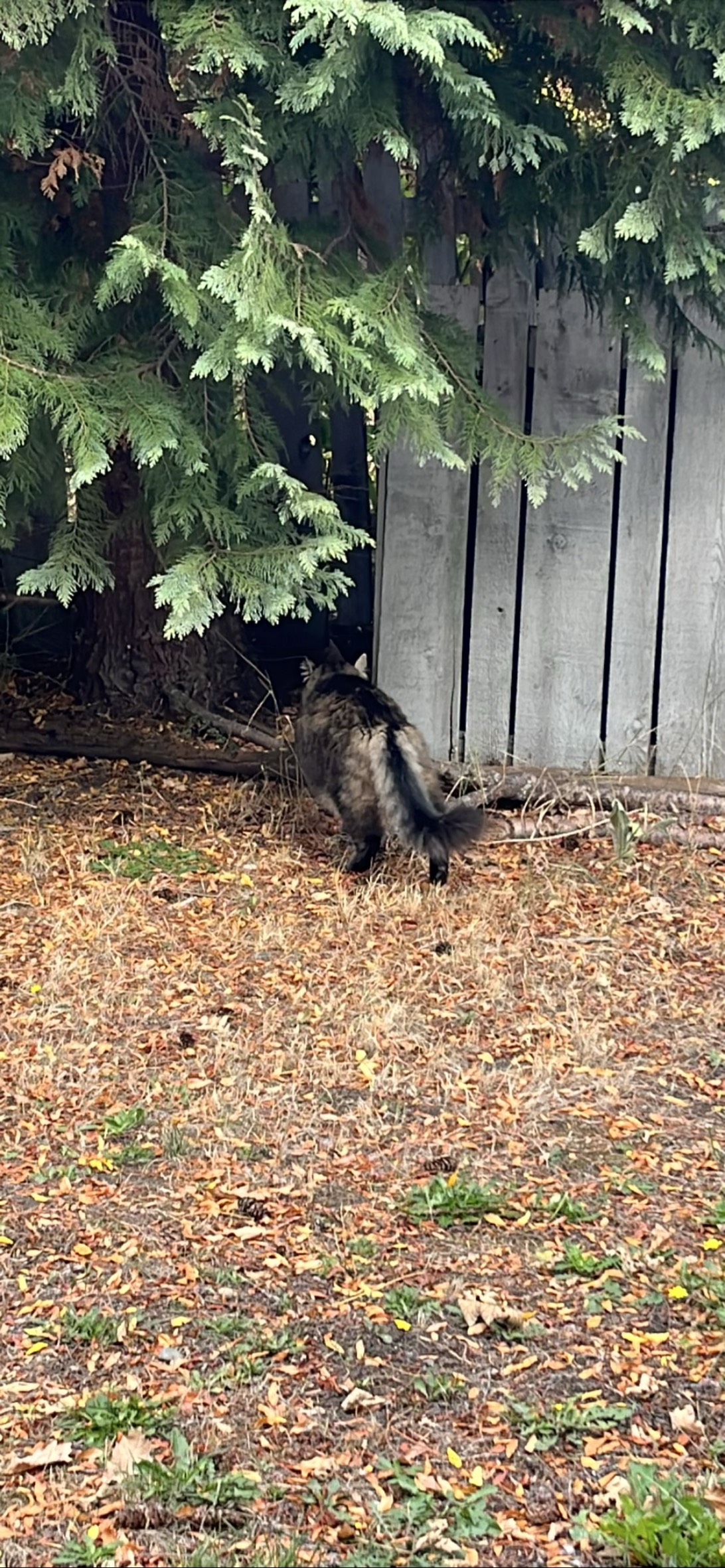 Derrière, a cat found on Chonk Finder