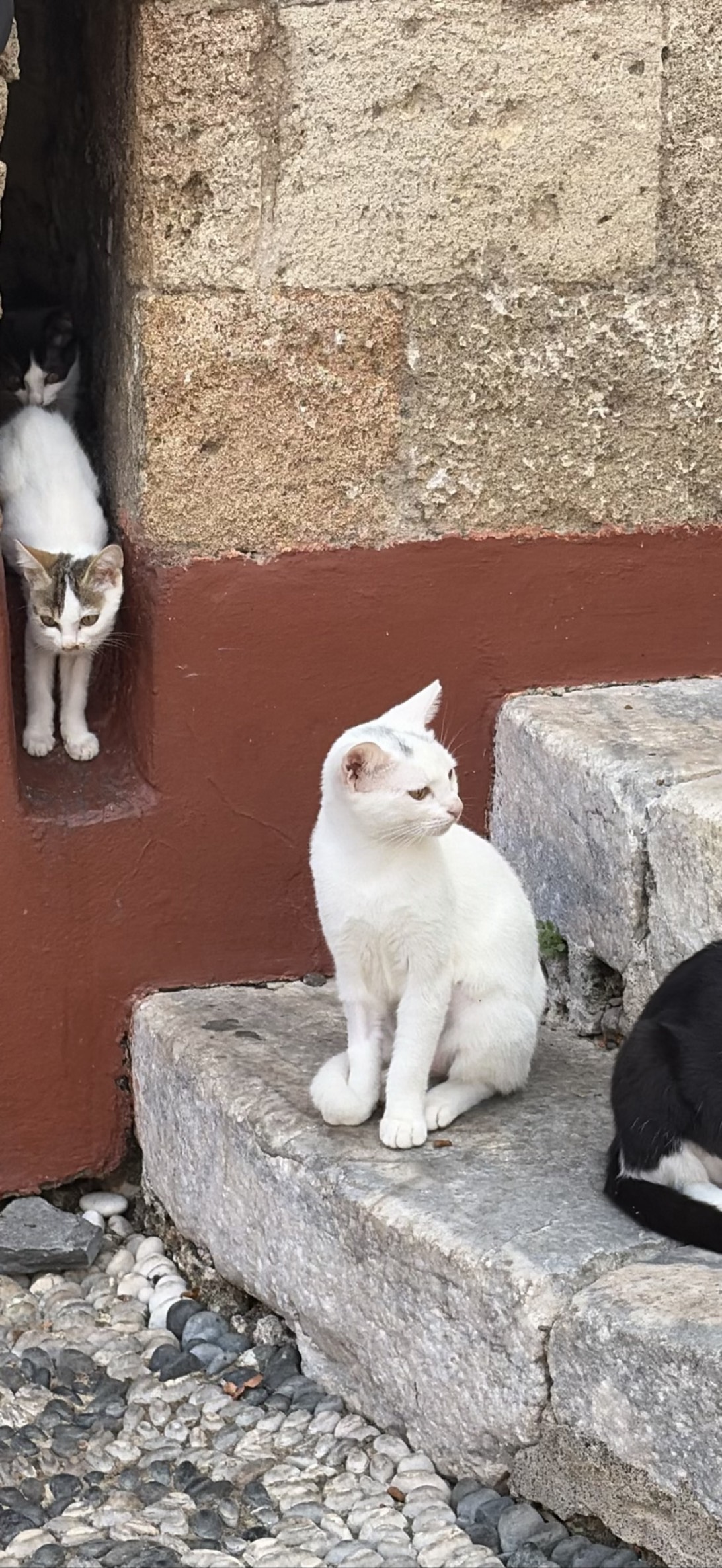 Podge, a cat found on Chonk Finder