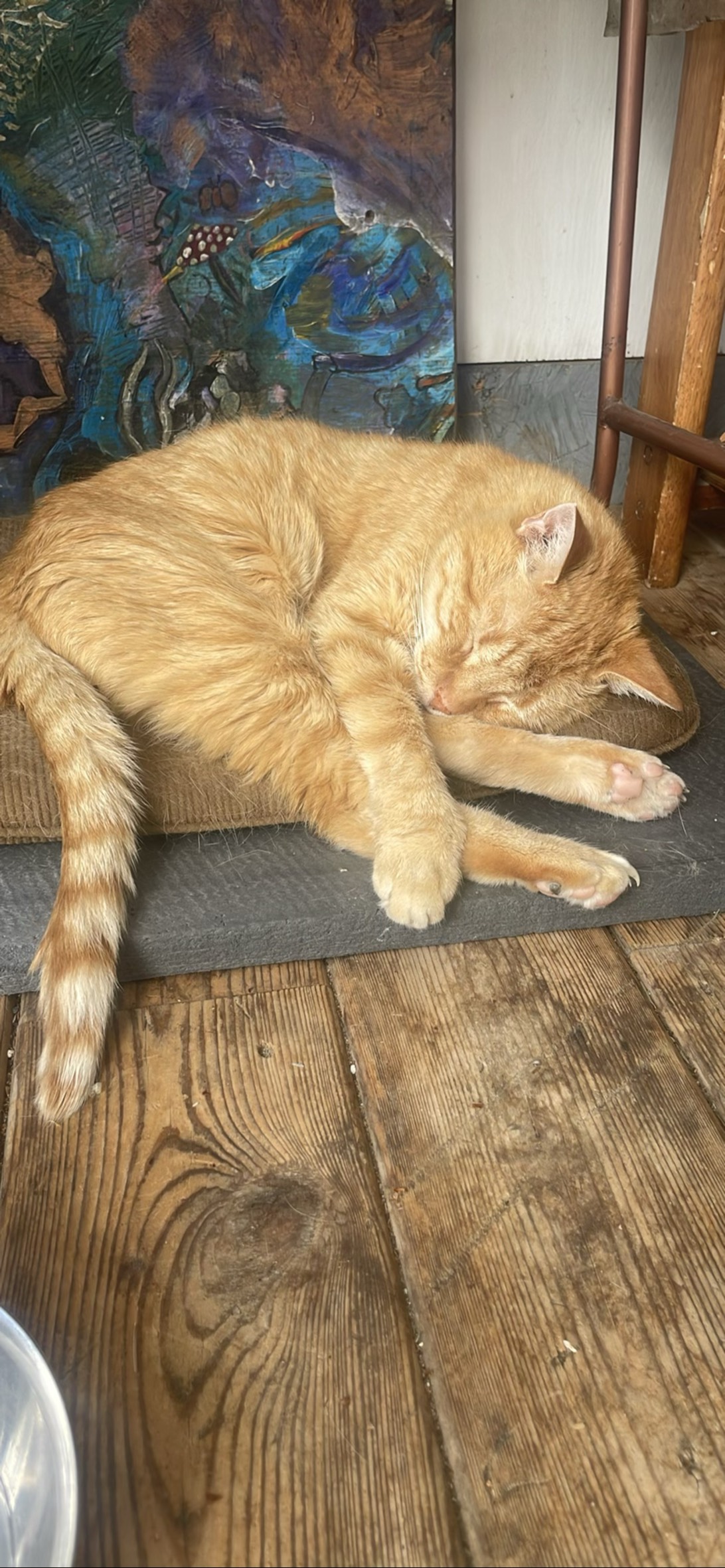 Mr. Cat, a cat found on Chonk Finder