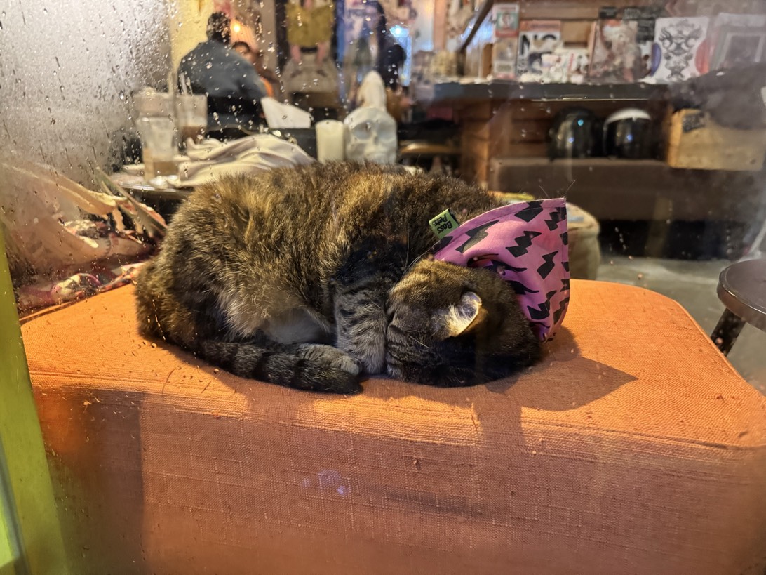 Boss, a cat found on Chonk Finder