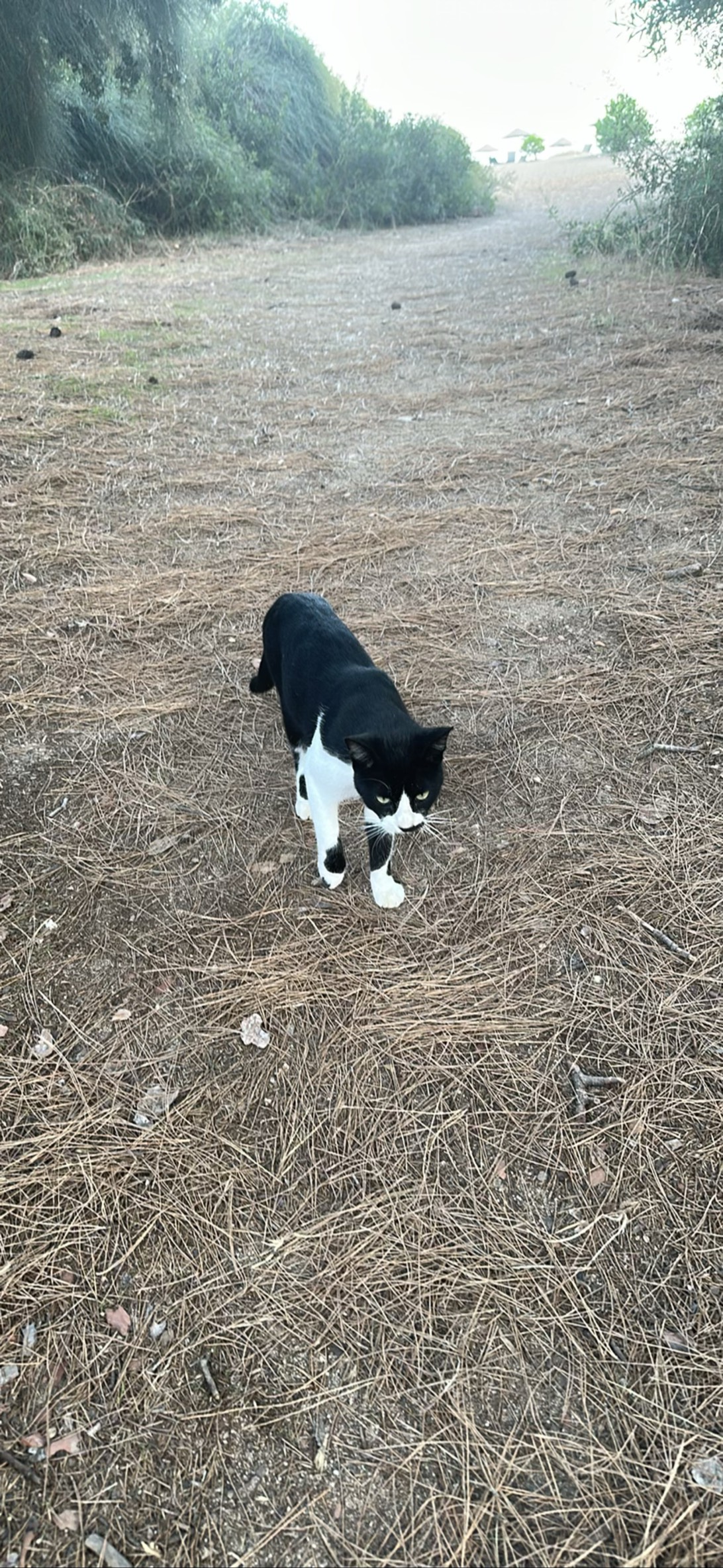 Cosimo, a cat found on Chonk Finder