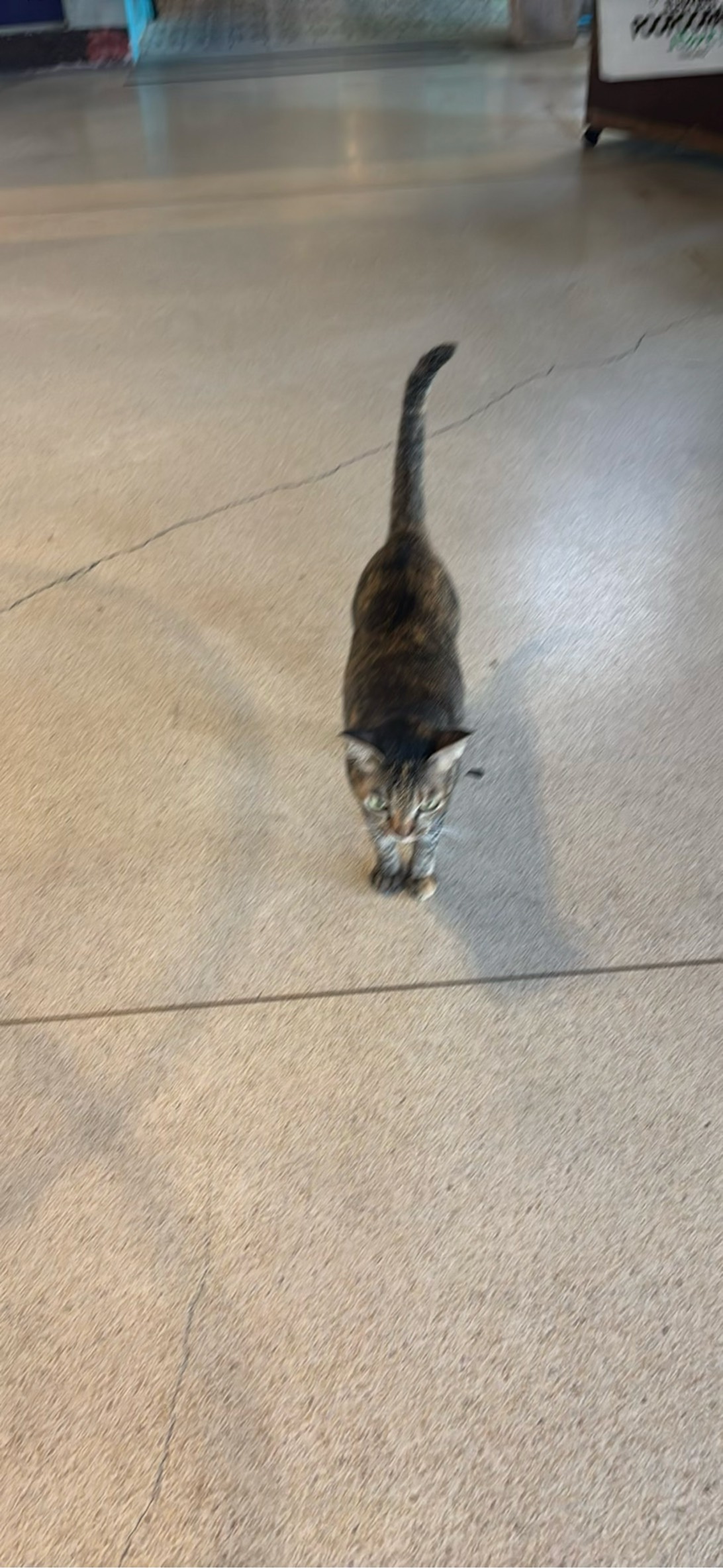 Kap Koon Samui, a cat found on Chonk Finder