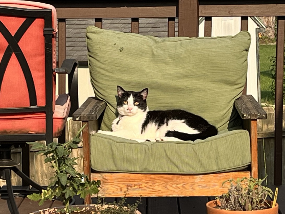 Teller, a cat found on Chonk Finder