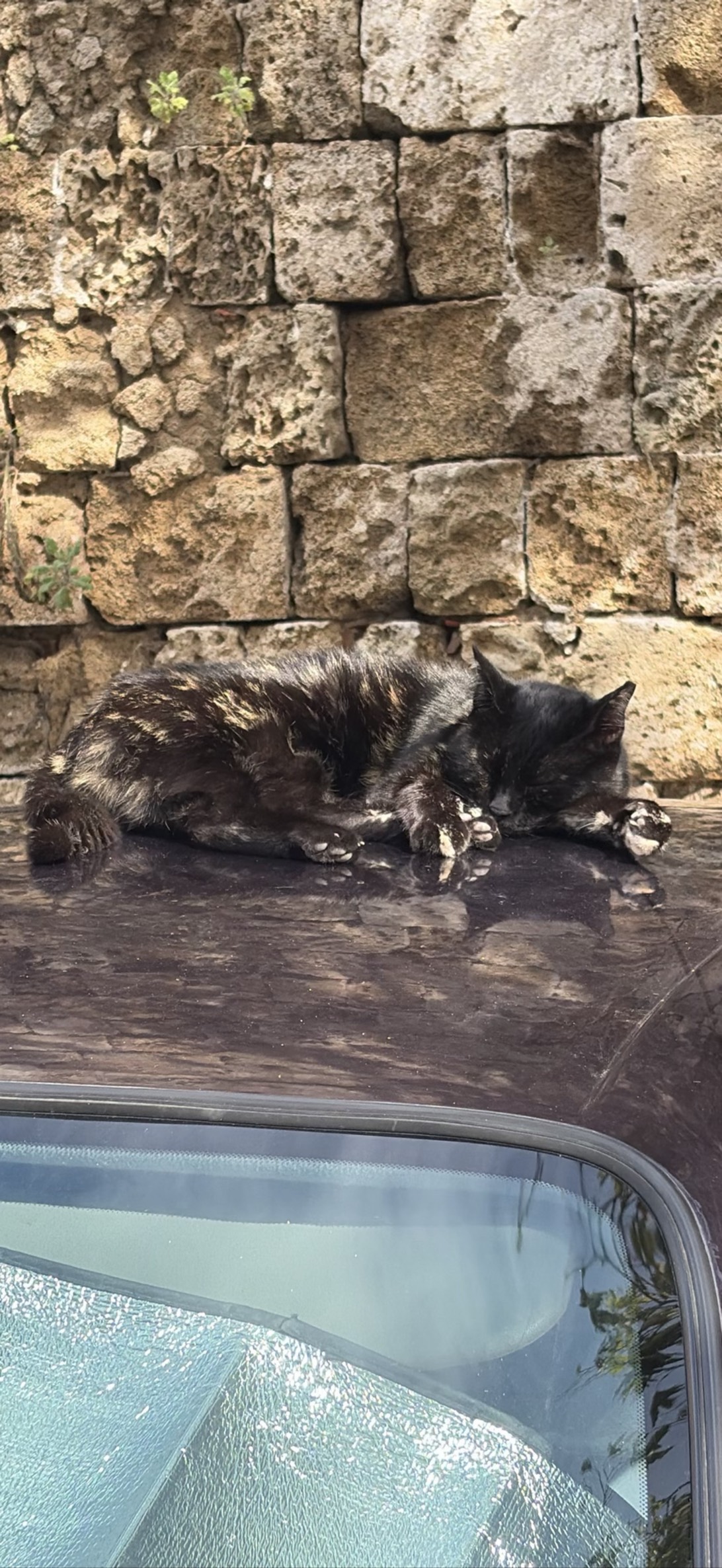 Cobbles, a cat found on Chonk Finder