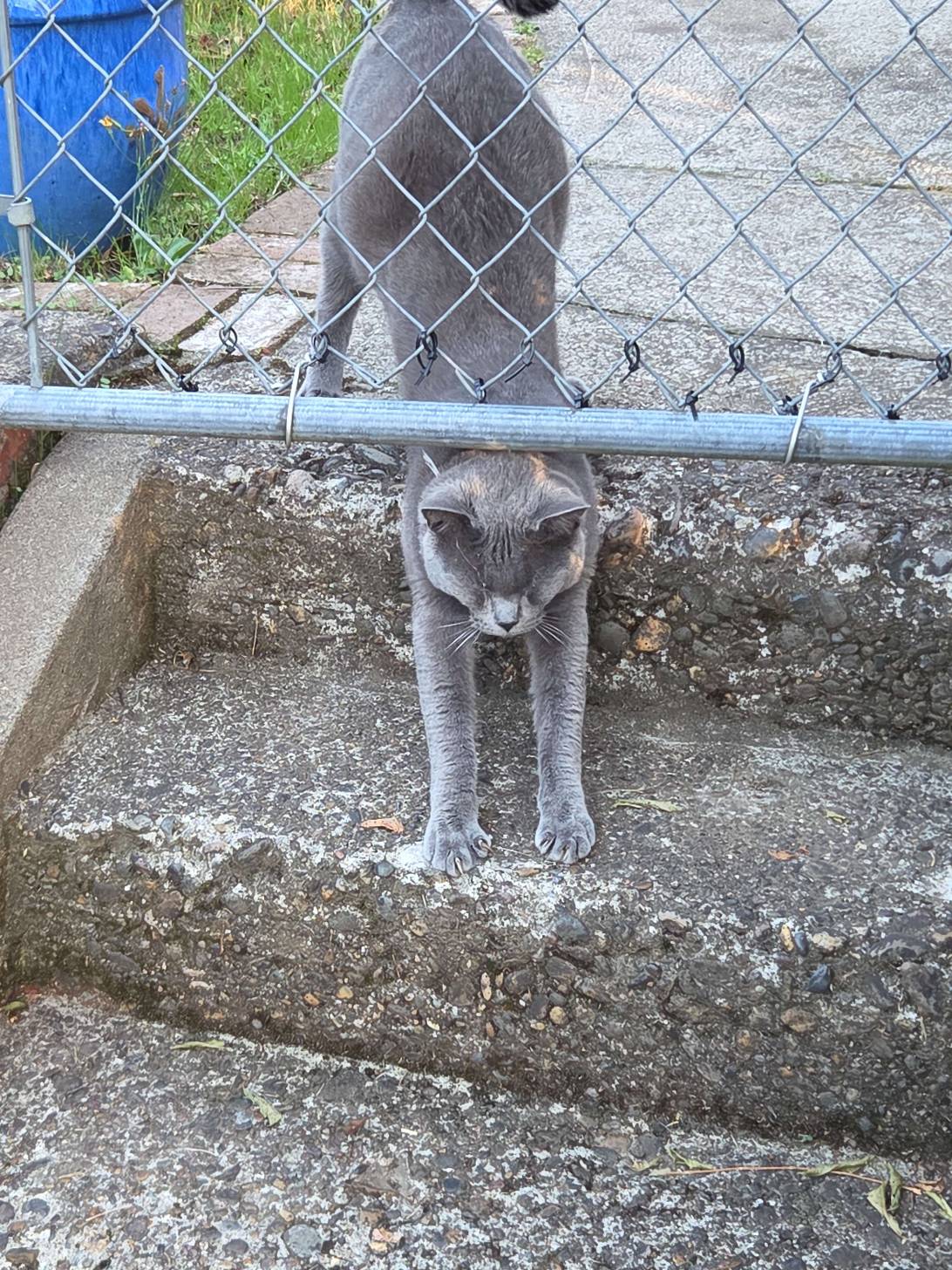 Grimsby, a cat found on Chonk Finder
