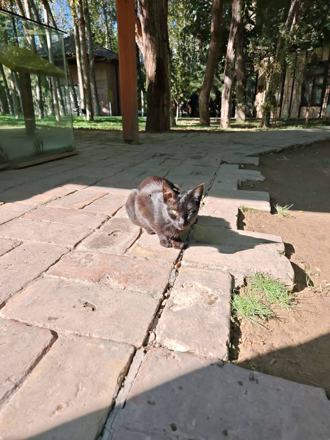 Cosimo, a cat found on Chonk Finder