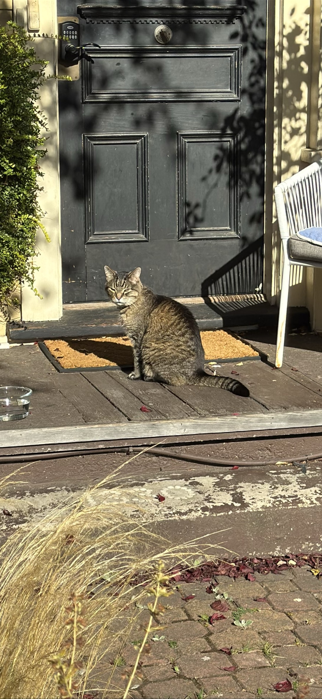 Helix, a cat found on Chonk Finder