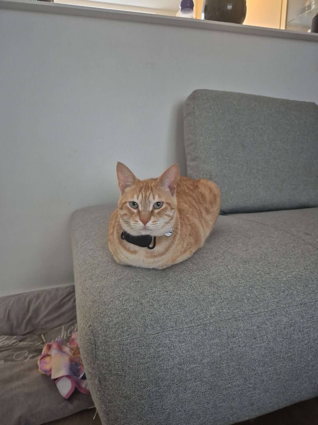 Gimzo, a cat found on Chonk Finder