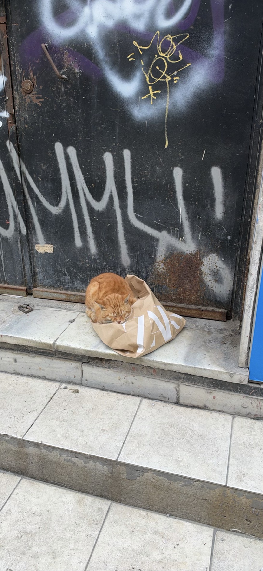 Zara, a cat found on Chonk Finder