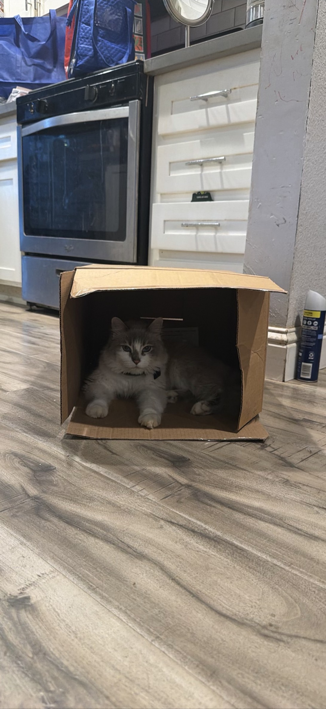 Sage, a cat found on Chonk Finder