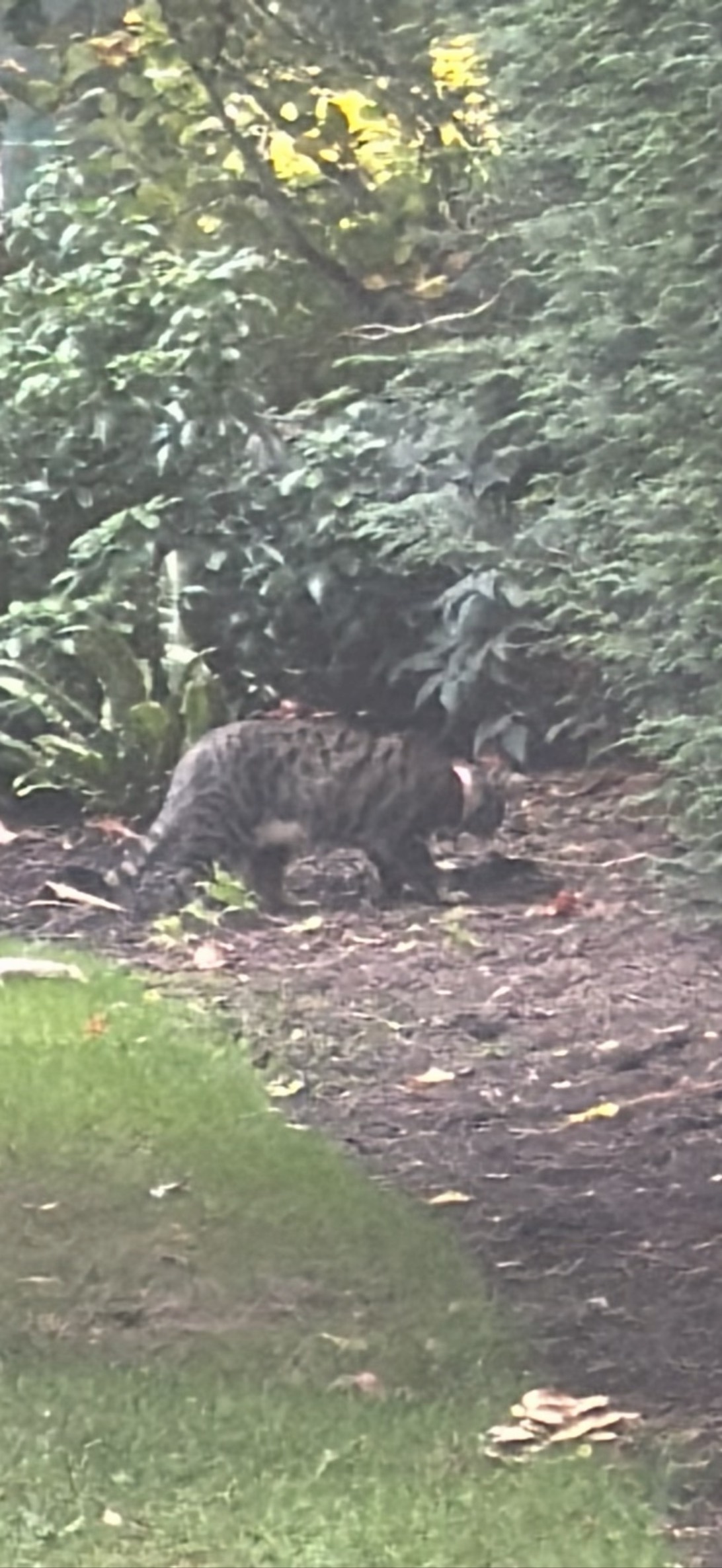 Bramble, a cat found on Chonk Finder