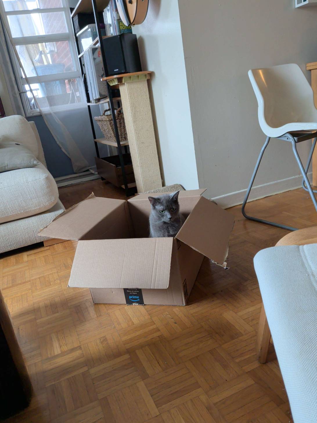 Greta, a cat found on Chonk Finder