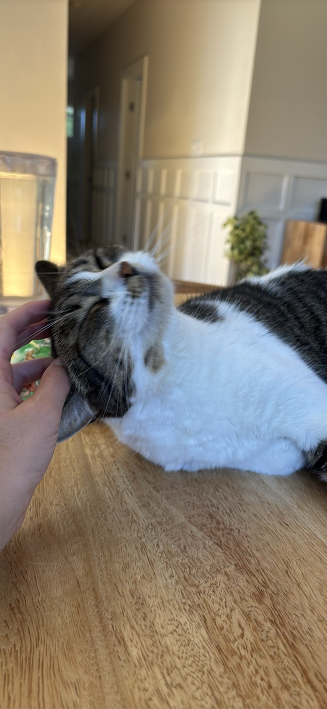 Brandy, a cat found on Chonk Finder
