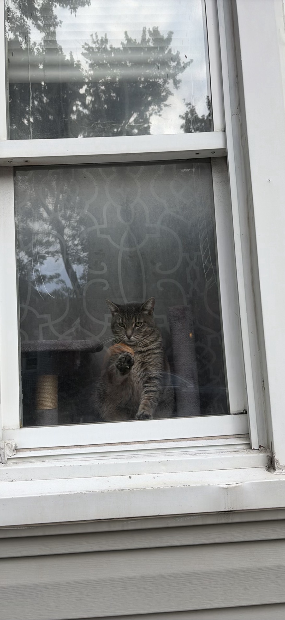 Washy, a cat found on Chonk Finder