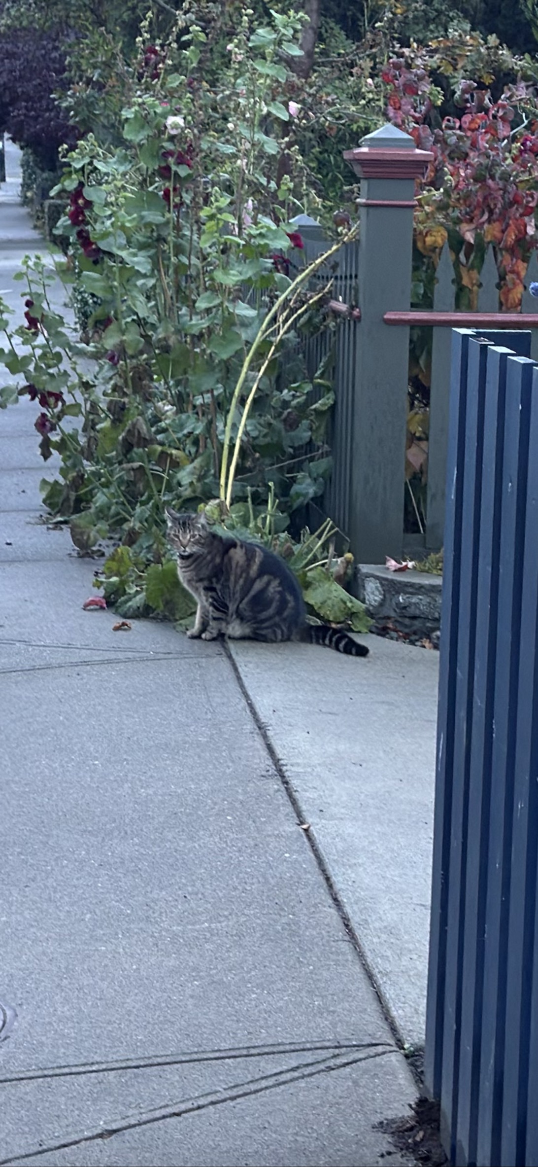 Hollyhock, a cat found on Chonk Finder