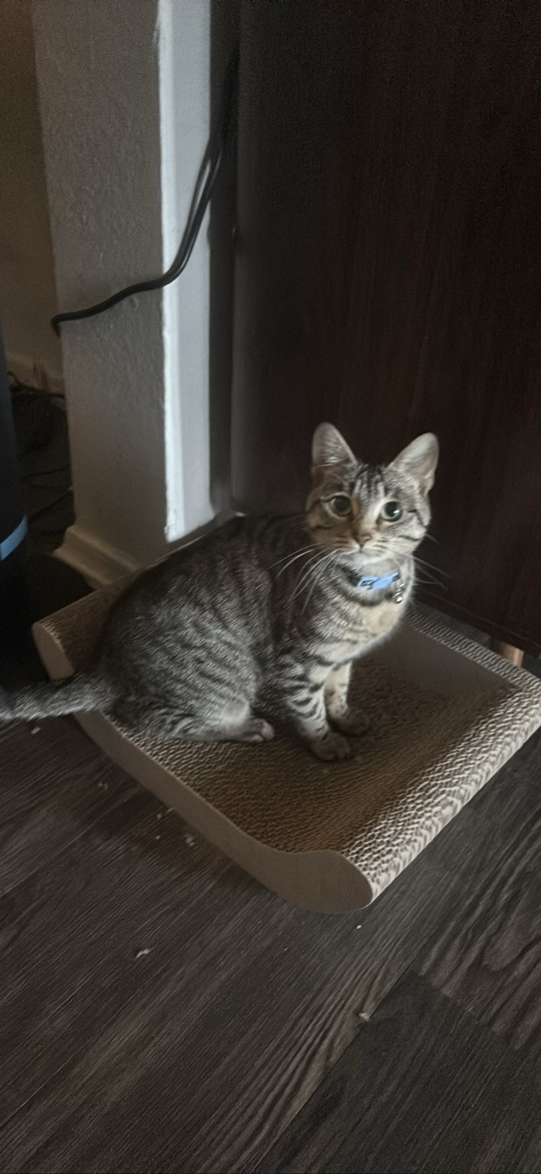 Ada, a cat found on Chonk Finder